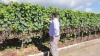 Vignoble suisse : un pas vers le bio