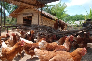 En Thaïlande, Six Senses lance son élevage de poulets bio 