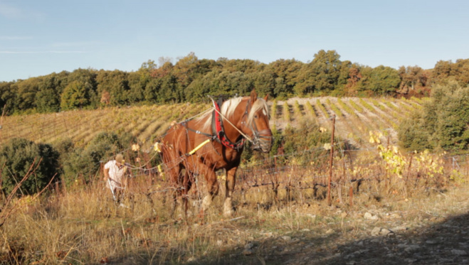 Du vin respectueux pour une vie SEREN