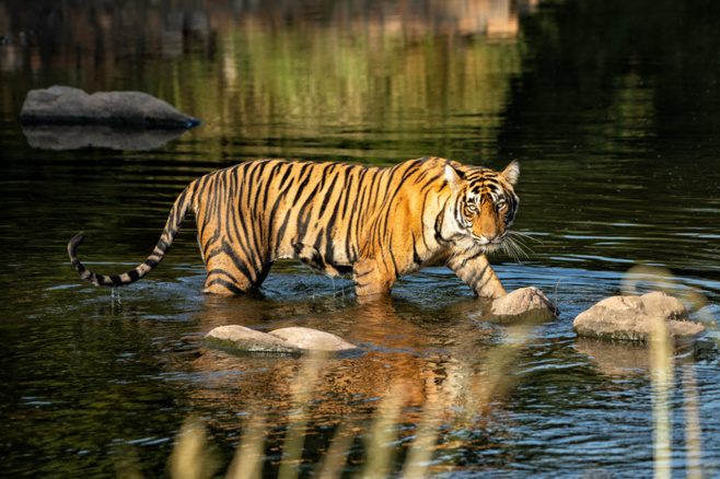 Admirer la majesté des tigres indiens dans le respect de leur environnement