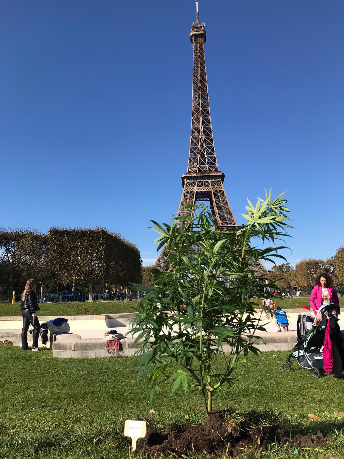 cbd chanvre tour eiffel