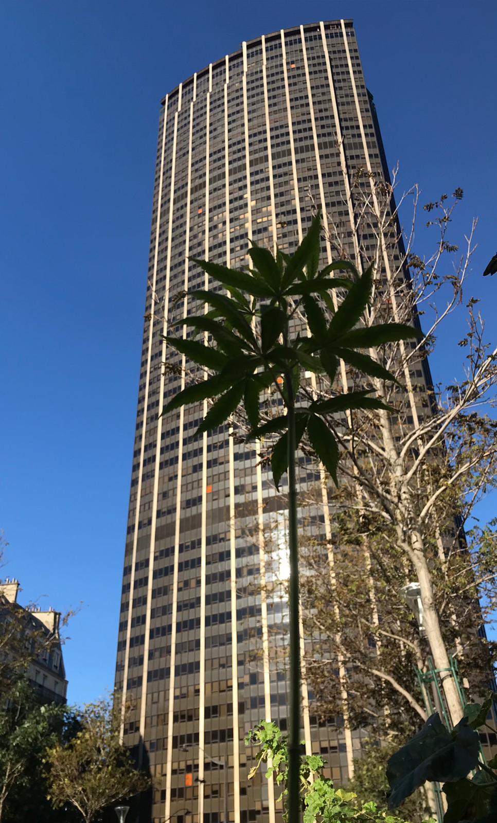 cbd chanvre tour montparnasse