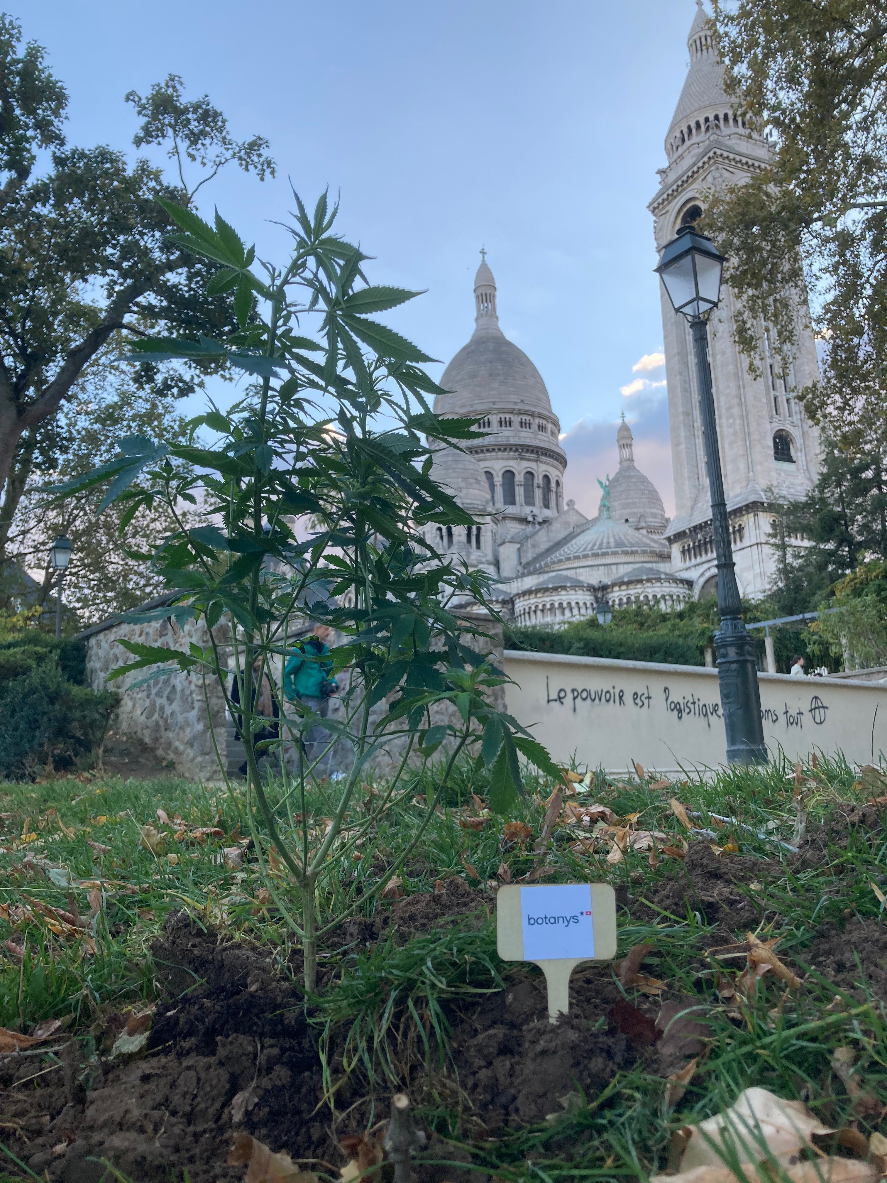 cbd chanvre sacré-coeur