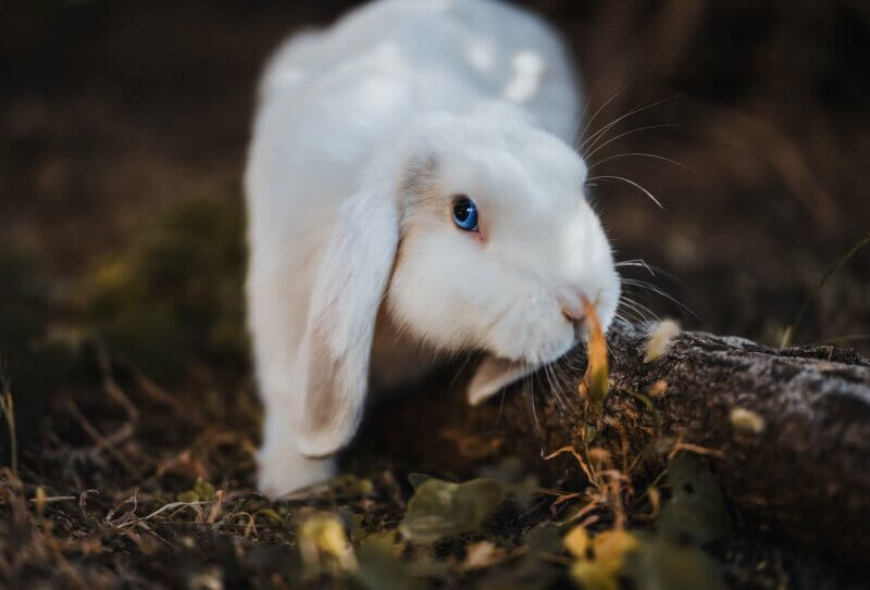 https://www.petafrance.com/wp-content/uploads/2022/01/pexels-rabbit-800x543.jpeg