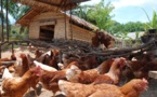 En Thaïlande, Six Senses lance son élevage de poulets bio 