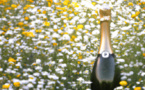 Champagne bio : Comment se sentir bien dans ses bulles ?