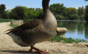 Quelles sont les meilleures marques de foie gras bio ?