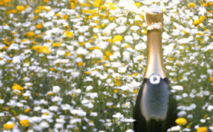 Champagne bio : Comment se sentir bien dans ses bulles ?