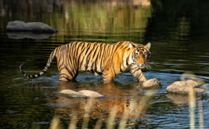 Admirer la majesté des tigres indiens dans le respect de leur environnement