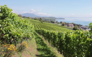 Vignoble suisse : un pas vers le bio