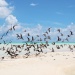 The Brando, Tetiaroa