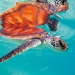 The Brando, Tetiaroa